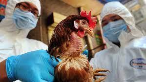   ارتفاع حالات الإصابة بأنفلونزا الطيور إلى مستوى قياسي في اليابان