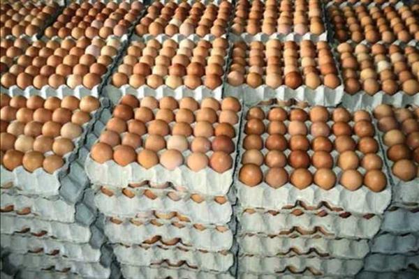 الزراعة: انخفاض كبير فى سعر كرتونة البيض عن الأسبوع الماضي