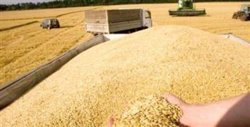   "السلع التموينية" تعلن عن مناقصة لشراء القمح 