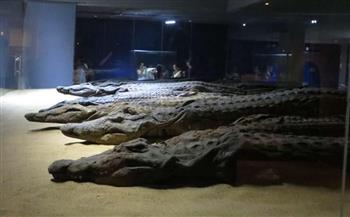   متحف التمساح بأسوان يحتفل بالذكرى 12 لافتتاحه