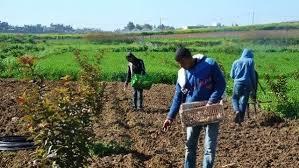   كيف انعكست التكنولوجيا الحديثة على سوق العمل الزراعية عالميًا؟.. أشرف كمال يُجيب