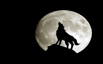   "قمر الذئب" أول قمر مكتمل في 2023 يضيئ السماء بعد غد