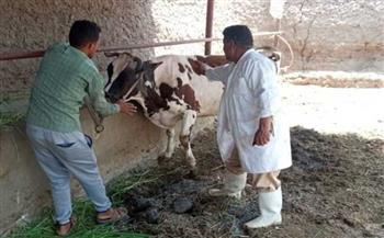 "بيطري الدقهلية": تحصين 200 ألف رأس ماشية ضد الحمى القلاعية والوادي المتصدع