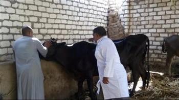 بيطري الغربية: تحصين 250 ألف رأس ماشية ضد الأمراض الوبائية