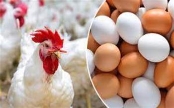   أسعار البيض والفراخ في السوق اليوم 