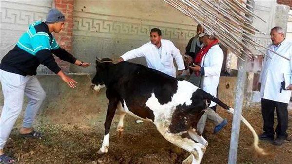 بيطري الأقصر: إجمالي الحيوانات المحصنة بالحملة الثالثة 54 ألفًا و155 حيوانًا