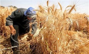   وزير الزراعة يكرم أفضل مزارعي القمح 