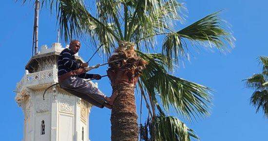 الإسكندرية.. تنسيق الحدائق وتقليم النخيل بمنطقة كوم الناضورة الأثرية