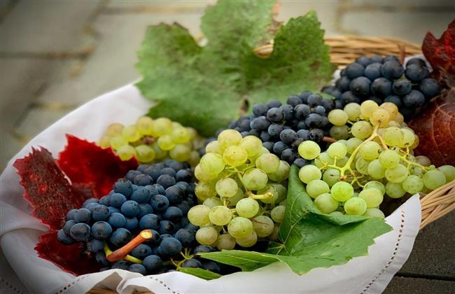 دراسة: العنب له تأثير إيجابي ملحوظ على صحة وعمر الإنسان