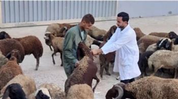 "بيطري الدقهلية": تحصين 25 ألفا و581 رأسا من الأغنام ضد طاعون المجترات الصغيرة