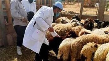 تحصين 28 ألف رأس أغنام وماعز ضد طاعون المجترات الصغيرة بكفر الشيخ
