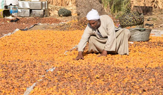 الأمهات والسيوي والزغلول أفضل أنواعه.. البلح المصري يستعد للحصاد