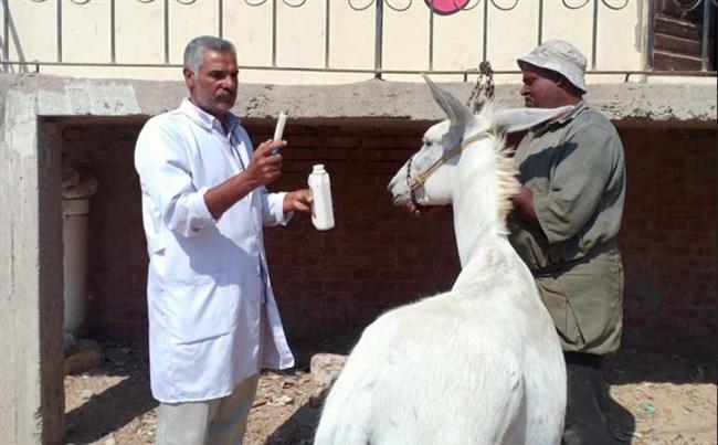 جامعة الزقازيق توجه قافلة بيطرية لقرية العباسة مركز أبو حماد محافظة الشرقية