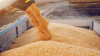   ارتفاع أسعار القمح والزيت وفول الصويا عالميا مع تراجع الذرة