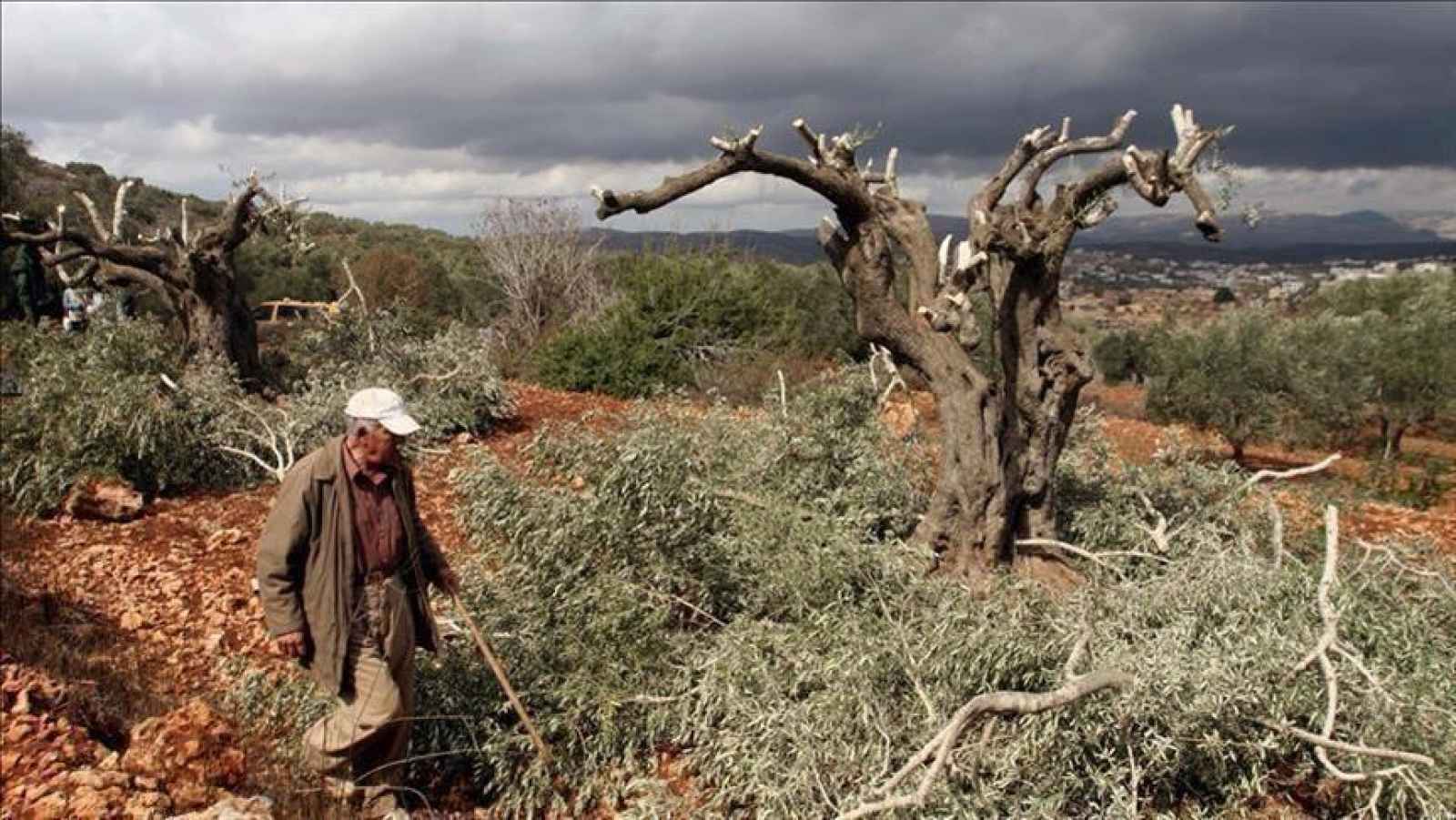 مستعمرون يجرفون أراضي ويقتلعون أشجارا في الخضر جنوب بيت لحم