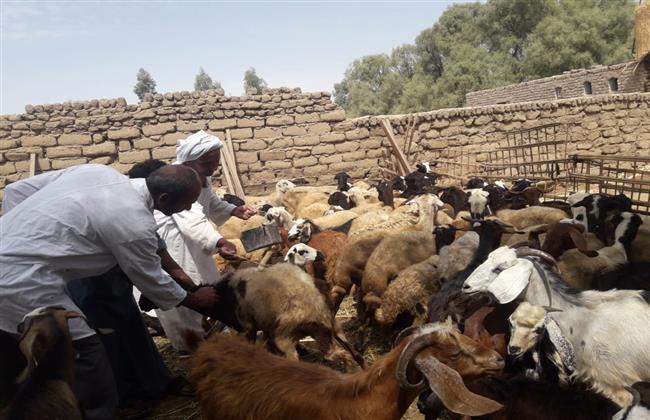 محافظ المنيا: تحصين 61 ألف رأس من الماشية للوقاية من الطاعون
