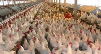 الزراعة تستعد لمكافحة إنفلونزا الطيور قبل الشتاء