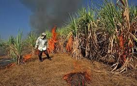   دراسة: الأضرار الناتجة عن حرق قصب السكر وقش الأرز على العمال الزراعيين  