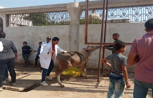 قافلة جامعة سوهاج البيطرية تتجه لقرية برديس بمركز البلينا وتناظر  ٢١٠ حاله مجاناً