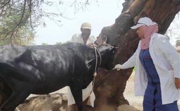  "بيطري البحيرة": علاج 17 ألف رأس ماشية و ضبط 21 طن لحوم غير صالحة 