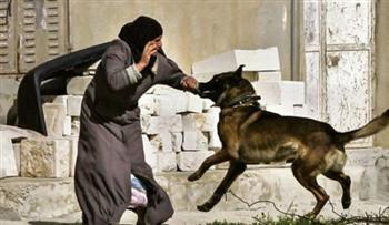 إصابة طفلة عقرها كلب مسعور في قرية الزوايدة بمركز نقادة بقنا