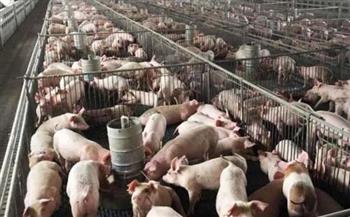   مقاطعة "أورينتال ميندورو" الفلبينية تسجل حالات إصابة بحمى الخنازير الإفريقية 