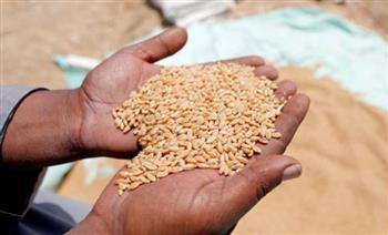   وزير الزراعة يوجه بسرعة الانتهاء من توزيع تقاوي القمح بالأسعار المعتمدة
