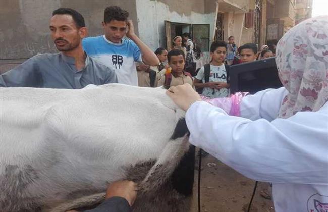 بيطري قنا ينظم 5 قوافل علاجية بيطرية إرشادية بمراكز المحافظة