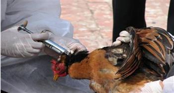  الحكومة: لا صحة لظهور حالات بشرية مصابة بأنفلونزا الطيور في بعض محافظات