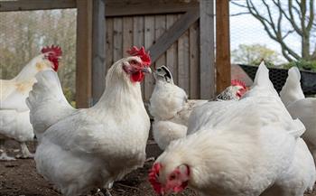   هولندا: إعدام 65 ألف دجاجة بعد اكتشاف سلالة شديدة العدوى من إنفلونزا الطيور