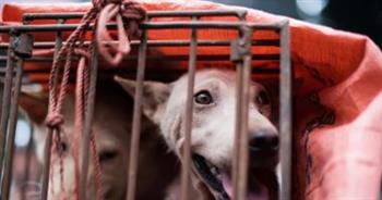   كوريا الجنوبية تسعى لسنّ قانون يحظر أكل الكلاب