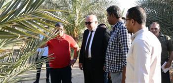 محافظ قنا يتابع أعمال رعاية النخيل البرحي والمجدول بمشروعات الأمن الغذائي 