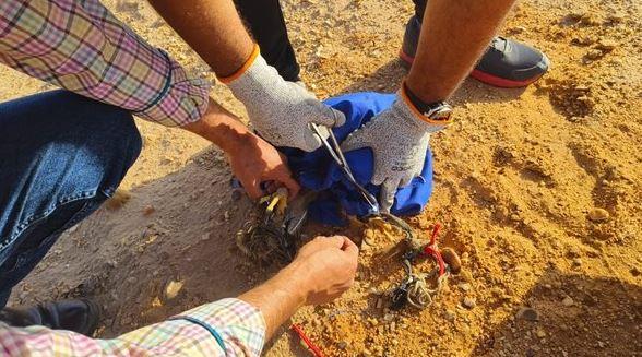 "البيئة": ضبط أحد تجار ومروجي الحيوانات والطيور البرية عبر مواقع التواصل الاجتماعي
