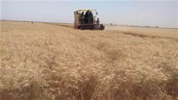   وزير الزراعة: نستهدف زراعة 3.9 مليون فدان من القمح الموسم المقبل