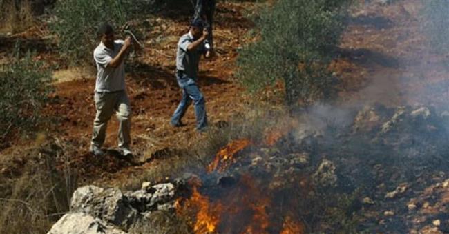 مستعمرون يحرقون أراض زراعية فلسطينية بالضفة الغربية