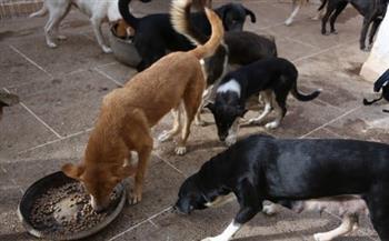   «أمن الجيزة» يكشف ملابسات ضرب «سيدة» بسبب الكلاب داخل كومباوند