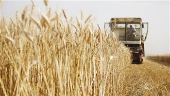   ناسا هارفست: انخفاض موسم غلة القمح الشتوي 10% عن العام الماضي