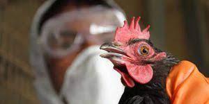   وزارة الزراعة الأمريكية تكتشف إنفلونزا الطيور في عينات أنسجة أبقار تم إرسالها للذبح