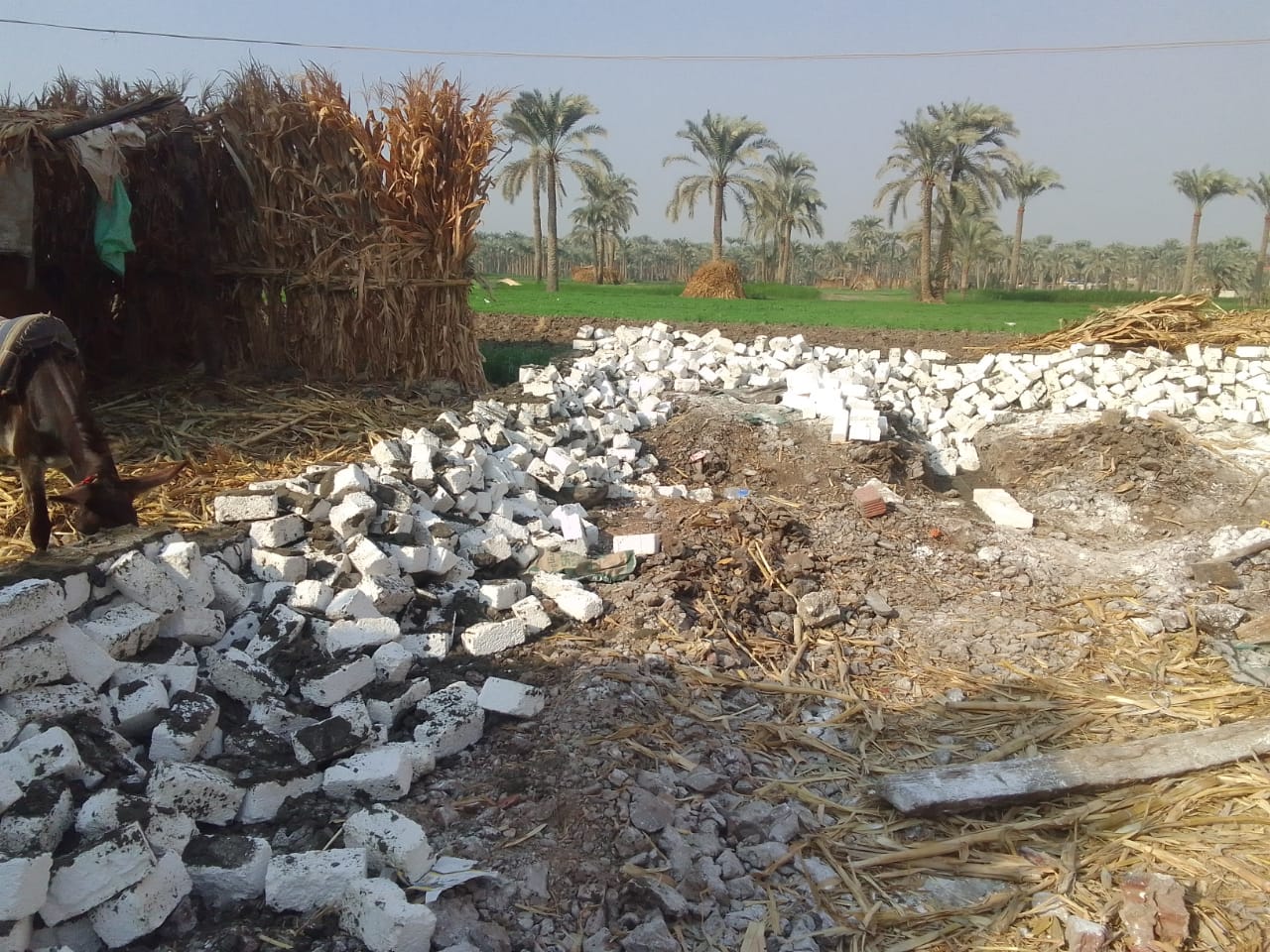 محافظة الجيزة تزيل 12 حالة بناء مخالف وتعدٍ على الأراضي الزراعية بمساحة 4400م2