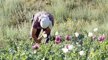   الأمم المتحدة: أفغانستان خفضت بشكل حاد زراعة خشخاش الأفيون