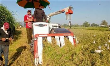   محافظ الشرقية: جار الانتهاء من حصاد 293 ألفا و 916 فدانا من الأرز بالمحافظة