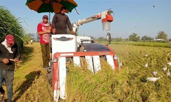 محافظ الشرقية: جار الانتهاء من حصاد 293 ألفا و 916 فدانا من الأرز بالمحافظة