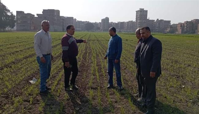 "الإرشاد الزراعي" تتابع المحاصيل الشتوية بالحقول الإرشادية 