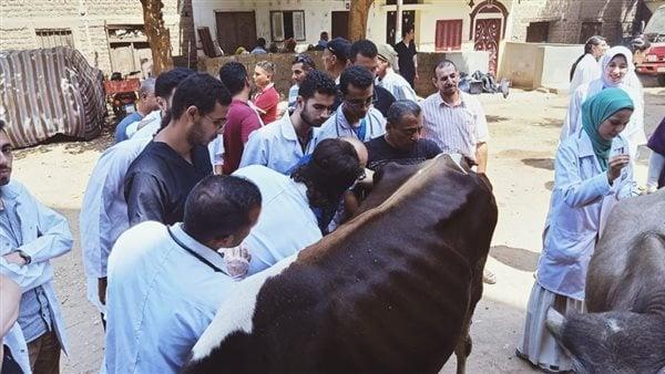 أسيوط.. قوافل بيطرية مجانية بـ12 قرية بالتعاون مع كلية الطب البيطري بالجامعة