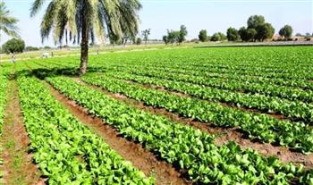   حصاد وزارة الزراعة في 2023.. تعزيز الأمن الغذائي المصري في مواجهة التحديات المُتلاحقة