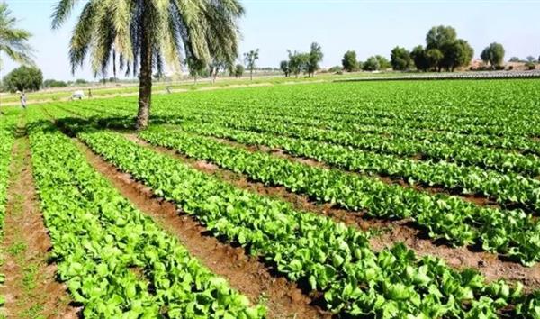 حصاد وزارة الزراعة في 2023.. تعزيز الأمن الغذائي المصري في مواجهة التحديات المُتلاحقة