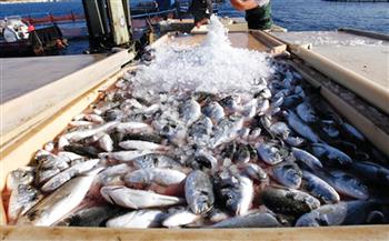   الثروة السمكية: ننتج أكثر من 2 مليون طن سنويًا فى العام