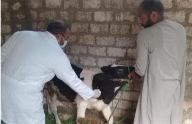 خلال شهر واحد.. تحصين 270 ألف رأس ماشية بالمنيا ضد الحمى القلاعية