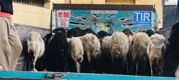  تسليم 120 رأس ماشية بقرية ماقوسة بمركز المنيا ضمن برنامج "فرصة"