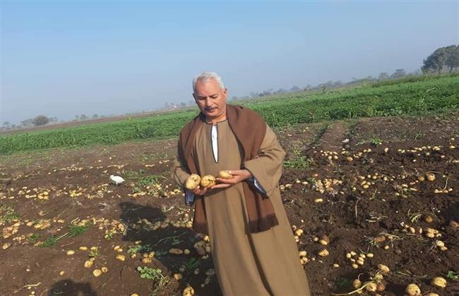 نقيب الفلاحين: ارتفاع طن تقاوي البطاطس 100 ألف جنيه ينذر بكارثة